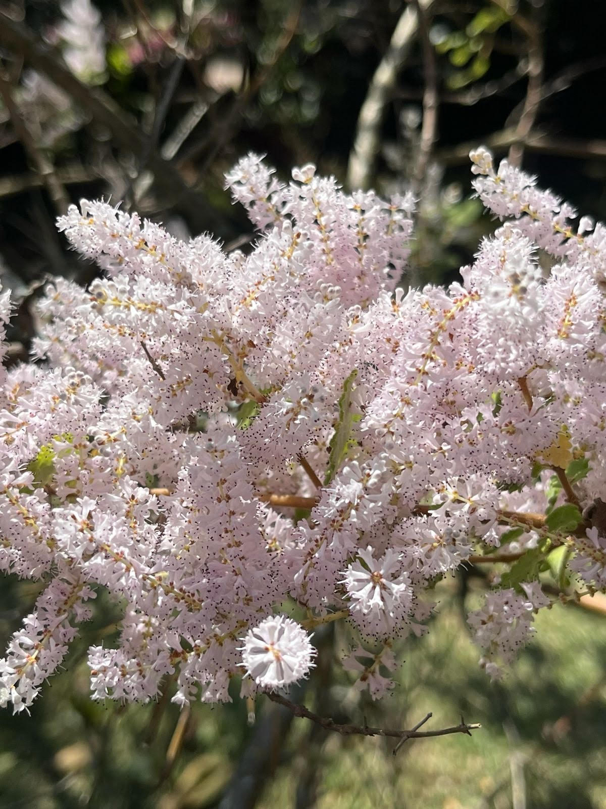Observatório Psicanalítico OP 602/2025