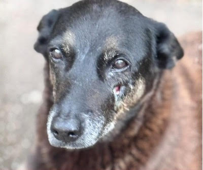 Observatório Psicanalítico OP 658/2026