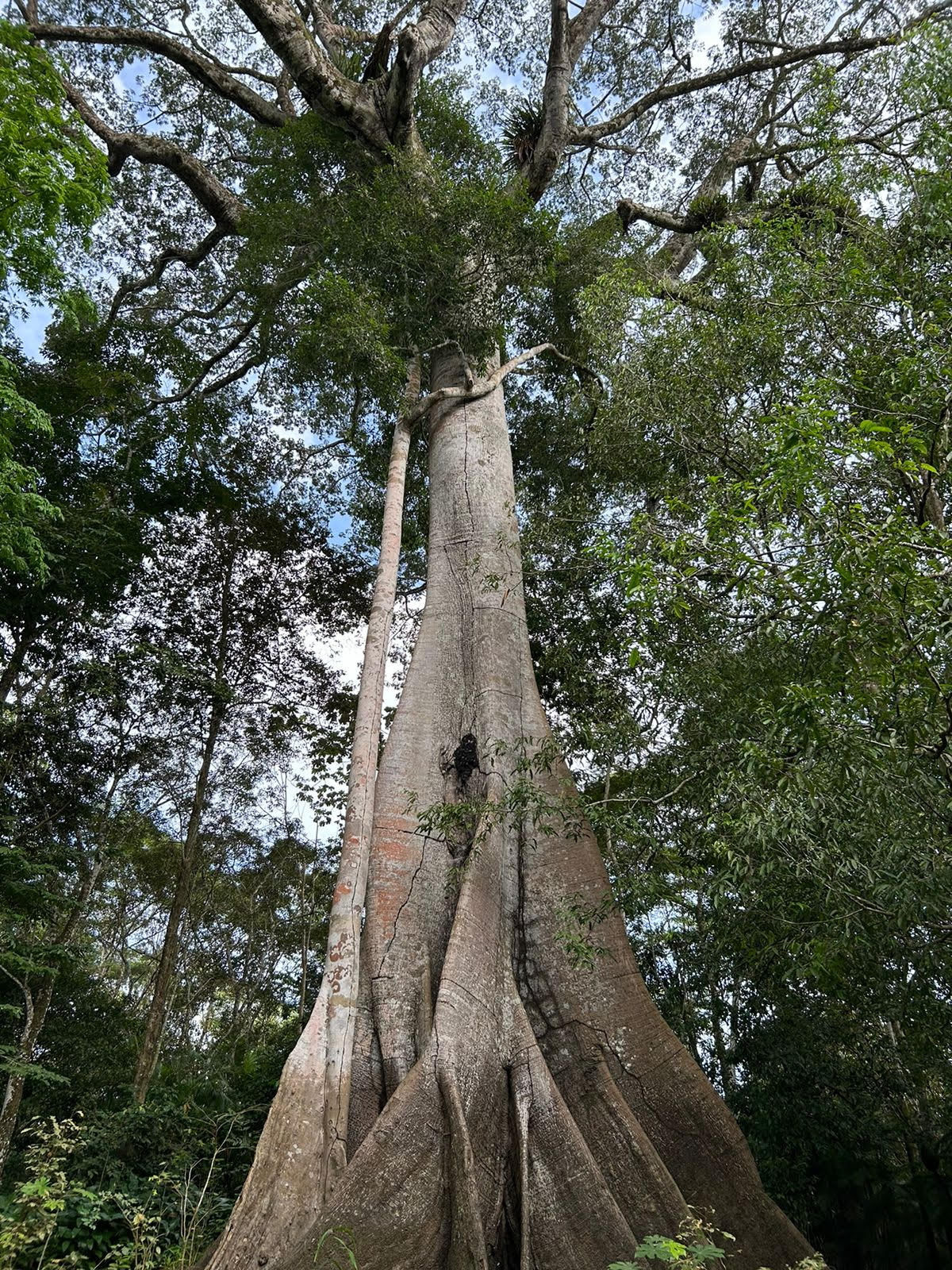 Observatório Psicanalítico OP 512/2024 